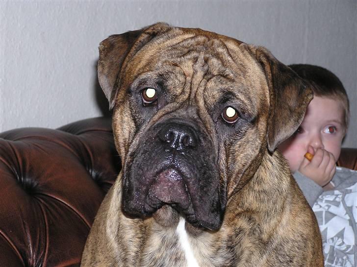 Olde victorian bulldogge waldemar billede 8