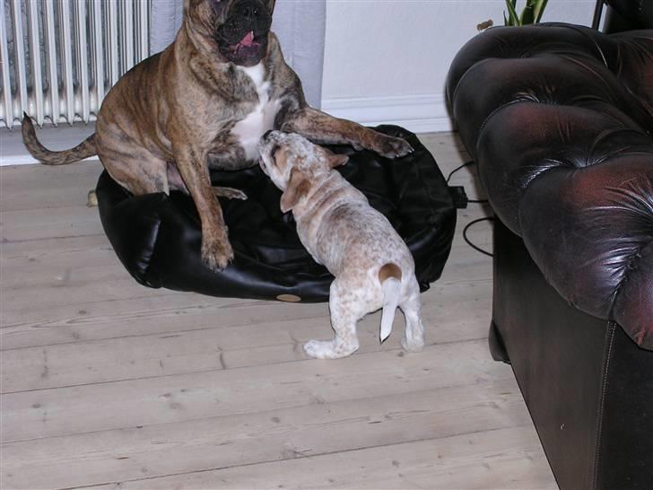 Olde victorian bulldogge waldemar billede 10