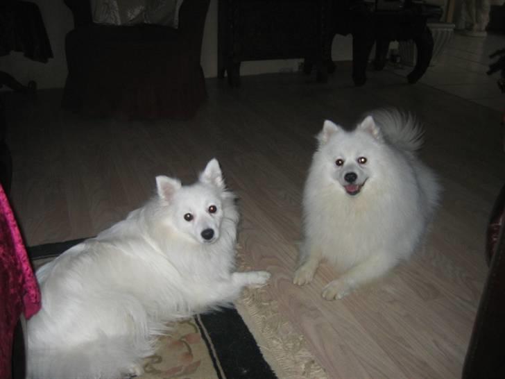Japansk spids Ninki - Ninki og hendes første kæreste, Chewie. Vi glæder os til at se hvad der kommer ud af det billede 7