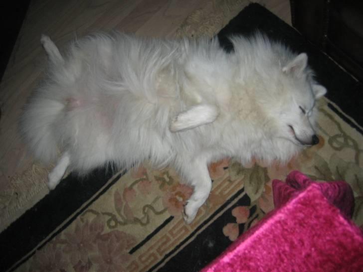 Japansk spids Tami - En meget afslappet Tami. 1 år gammel. billede 7