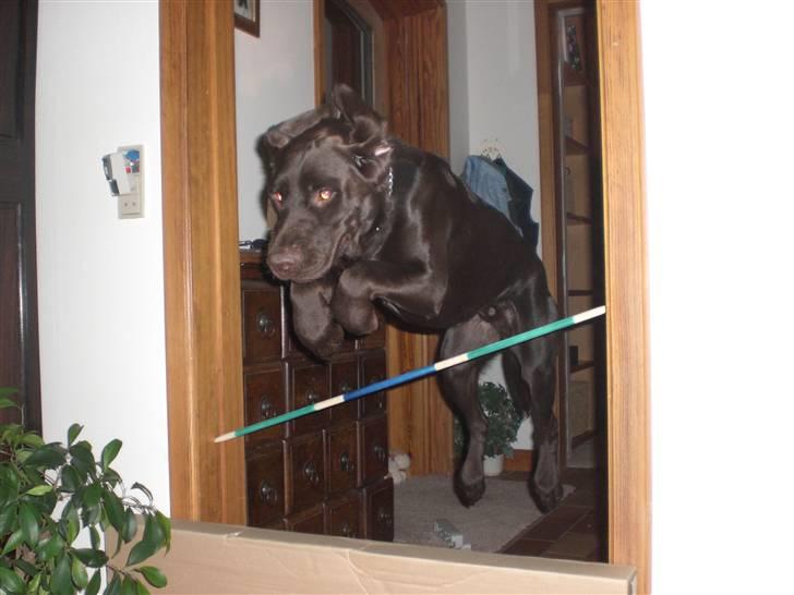 Blanding af racer Choco billede 11