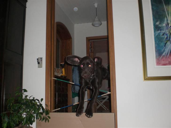 Blanding af racer Choco billede 12