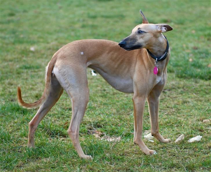 Whippet Aisha  billede 9