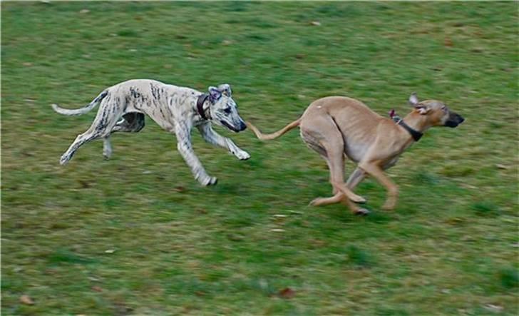 Whippet Aisha  - Aisha og Punchy billede 10