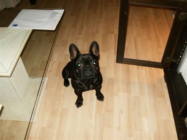 Fransk bulldog Tarzan billede 15