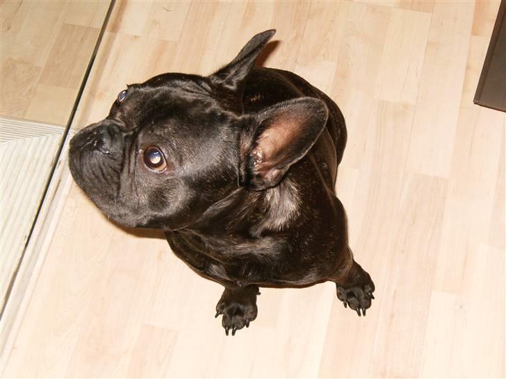 Fransk bulldog Tarzan billede 16