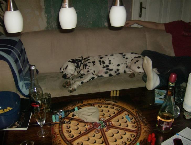 Dalmatiner Minalli's Noble Naval - Sådan forgik naval´s nytårsaften... billede 17