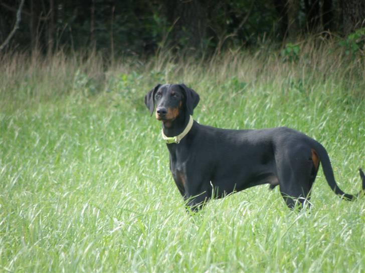 Dobermann Agger - 8 måneder billede 1