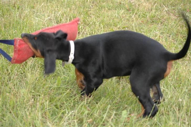 Dobermann Agger - 7 uger  billede 2