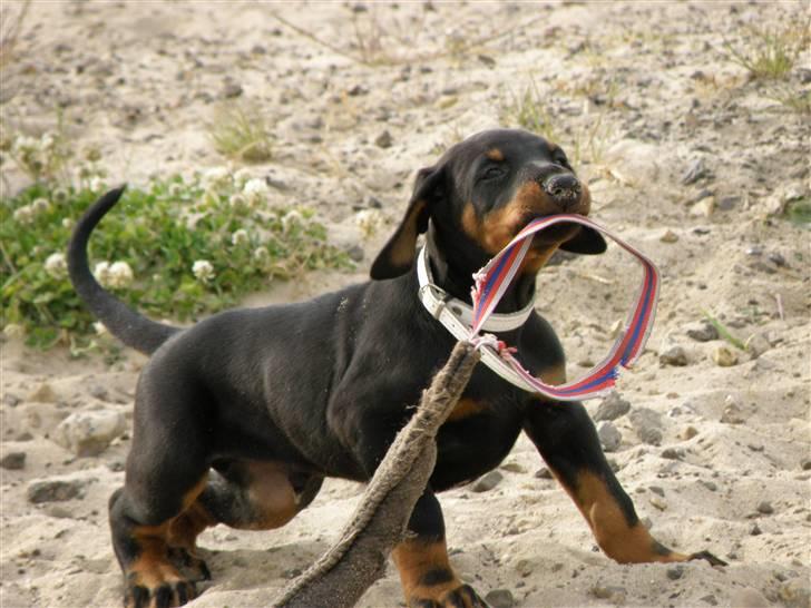 Dobermann Agger - 6 uger  billede 3