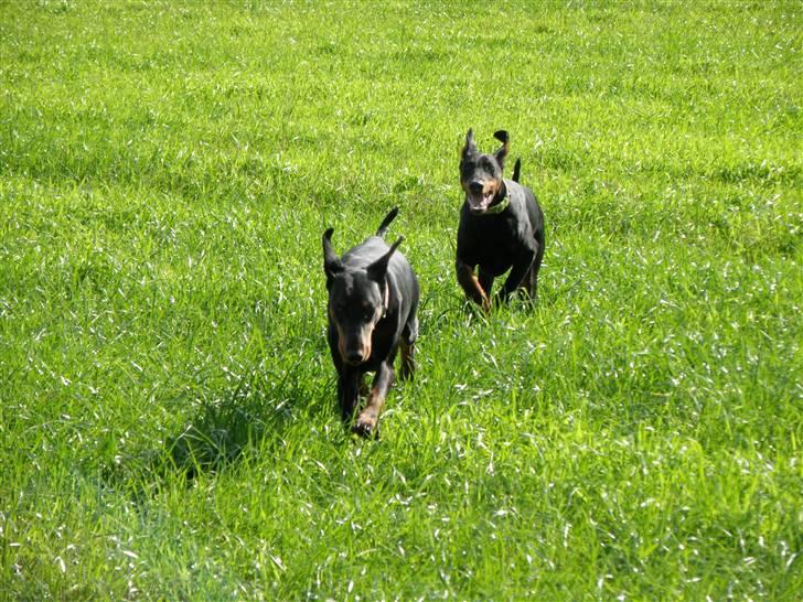 Dobermann Agger - er nu størrer end Tess og 8 måneder billede 4