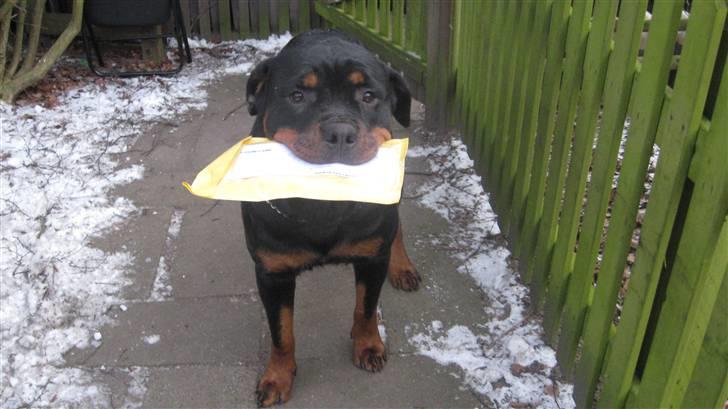 Rottweiler Line - så er der post,brunget ud af Line billede 1