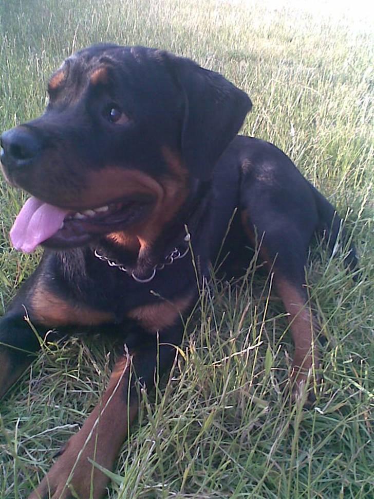 Rottweiler Line billede 2