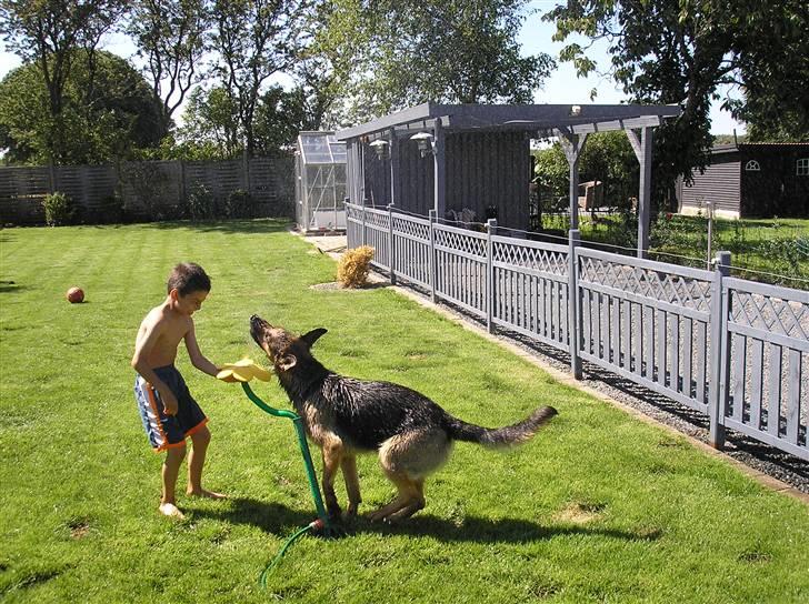 Schæferhund Zika - Skønt når det er sommer og Tobias vil lege med vand YES billede 11