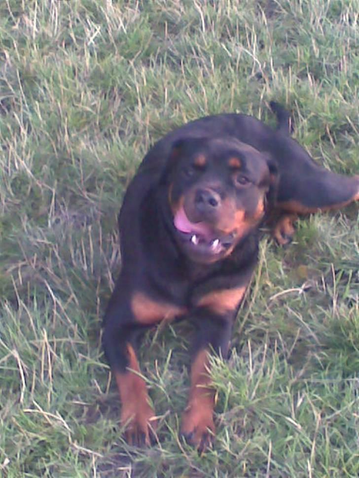 Rottweiler Line billede 3