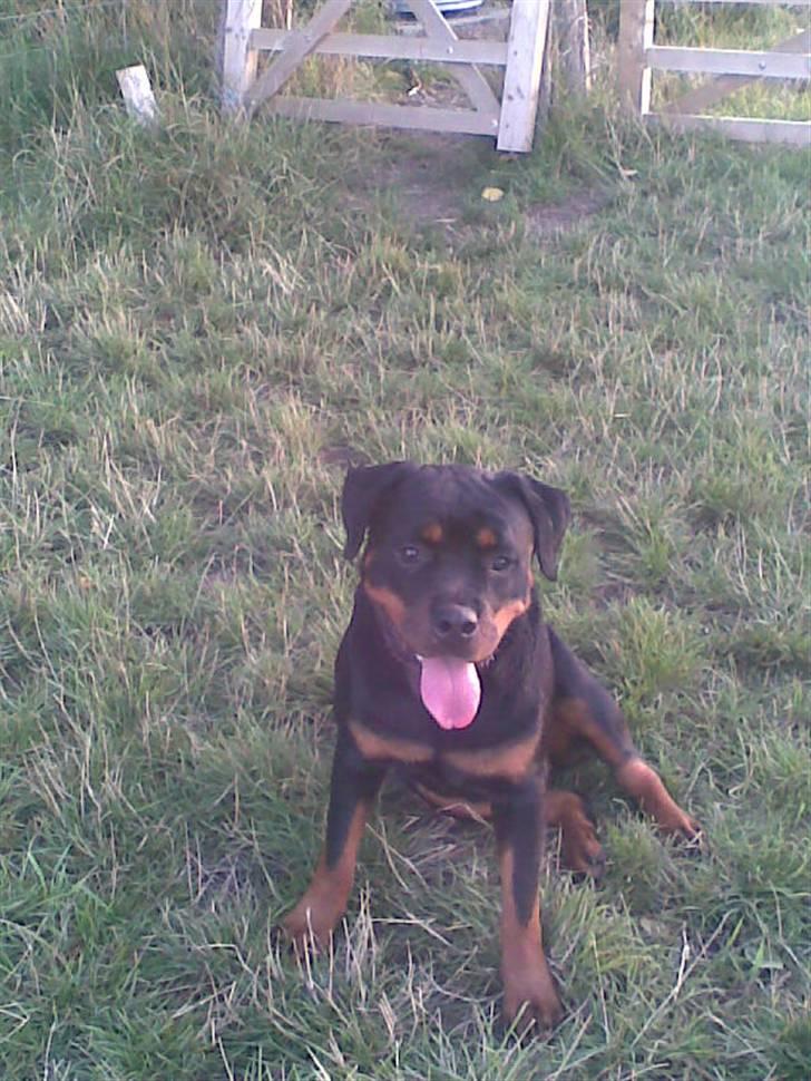 Rottweiler Line billede 4