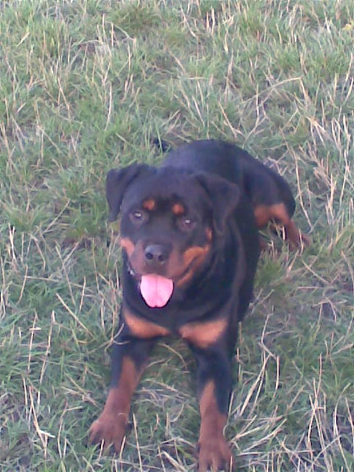 Rottweiler Line billede 5