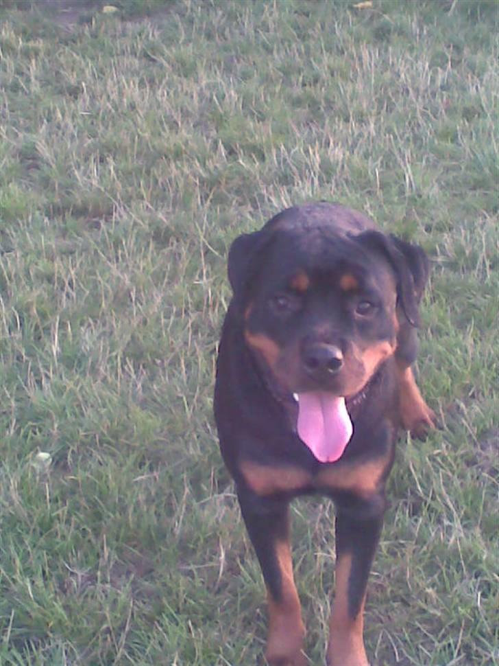 Rottweiler Line billede 6