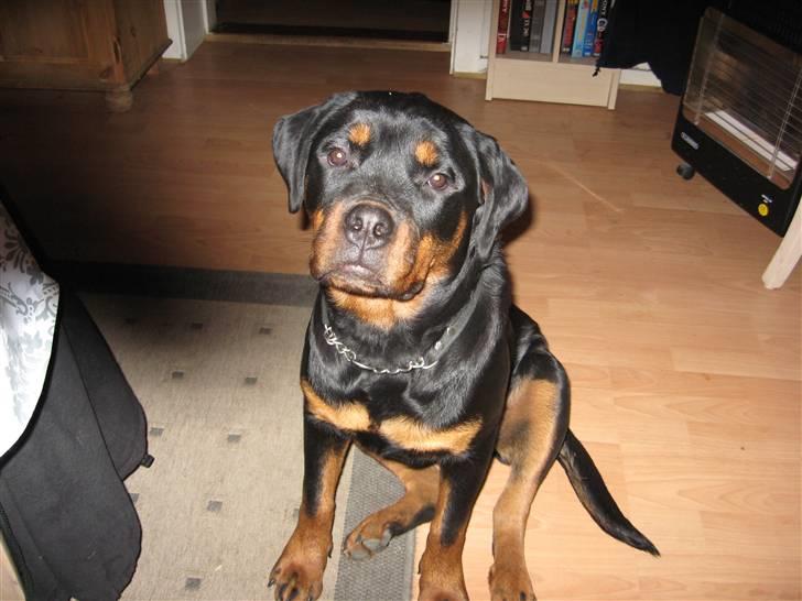 Rottweiler Line billede 7