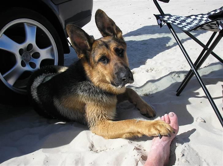 Schæferhund Zika - Dejligt at være på stranden billede 12