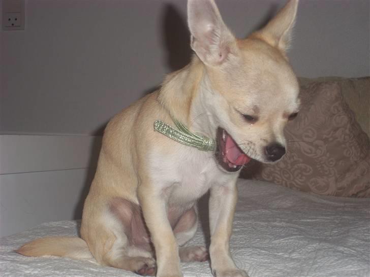 Chihuahua Chilli billede 9