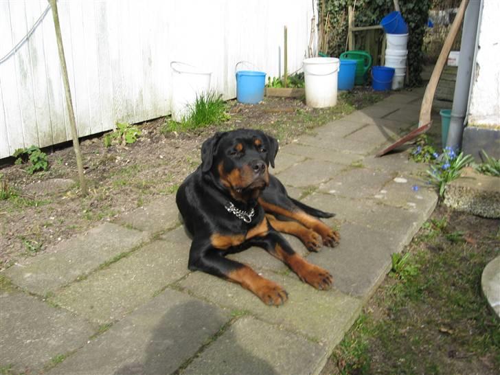 Rottweiler Line billede 8