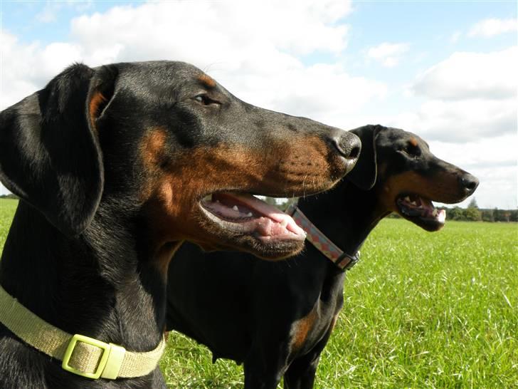 Dobermann Agger billede 5