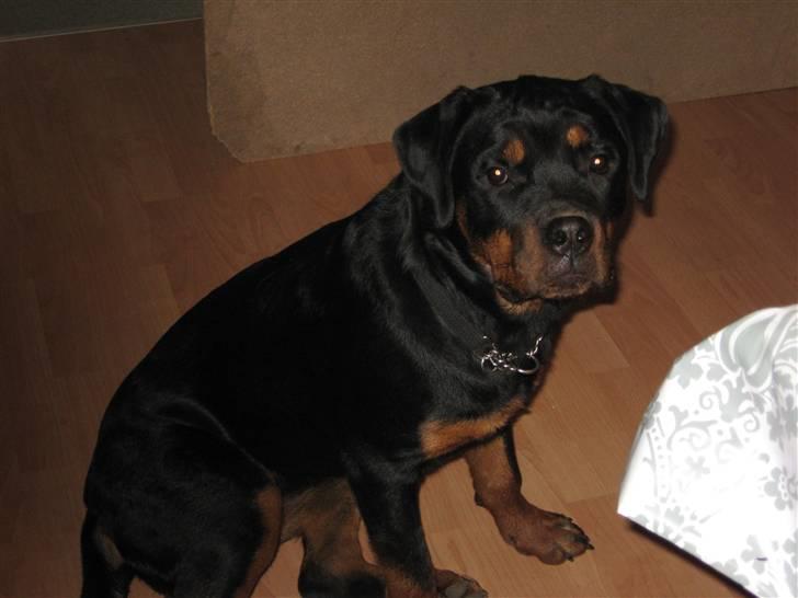 Rottweiler Line billede 9