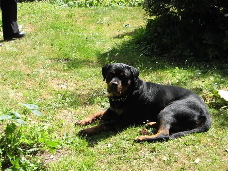 Rottweiler Line billede 10