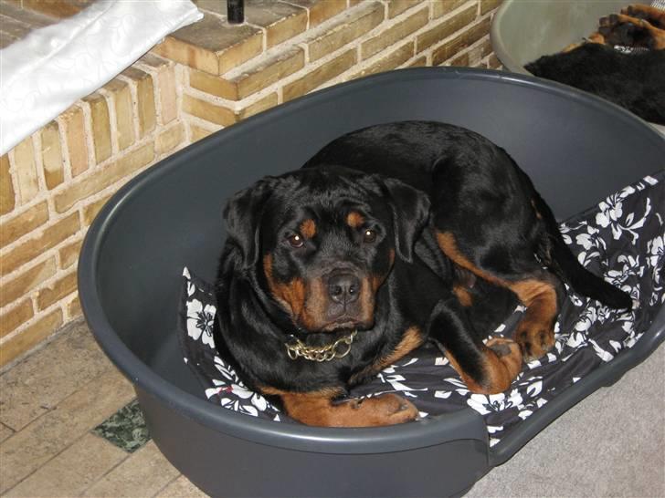 Rottweiler Line billede 11
