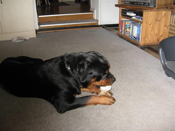 Rottweiler Line billede 12