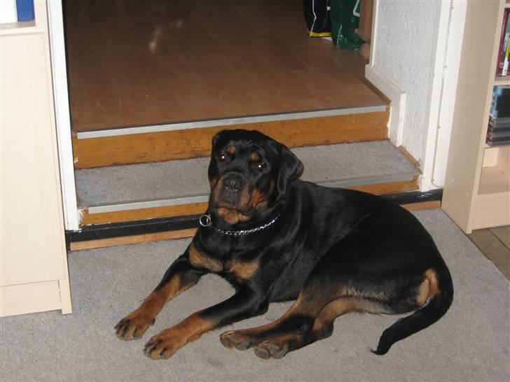 Rottweiler Line billede 13