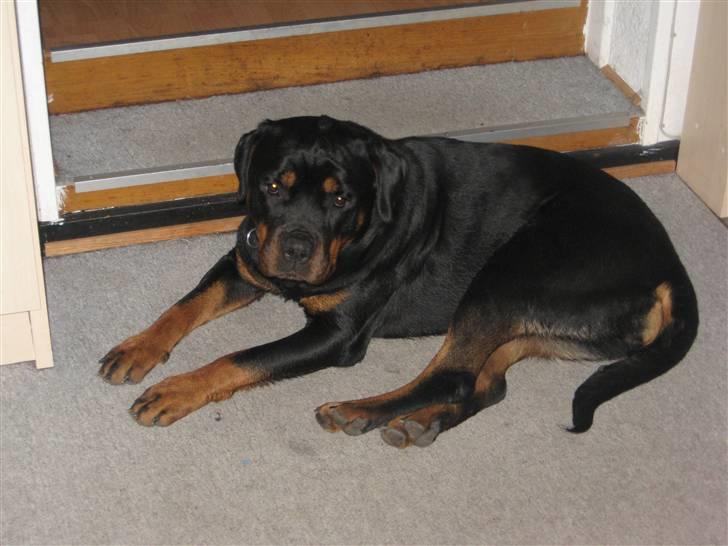Rottweiler Line billede 14