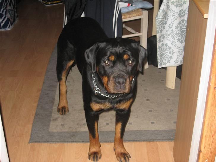 Rottweiler Line billede 15