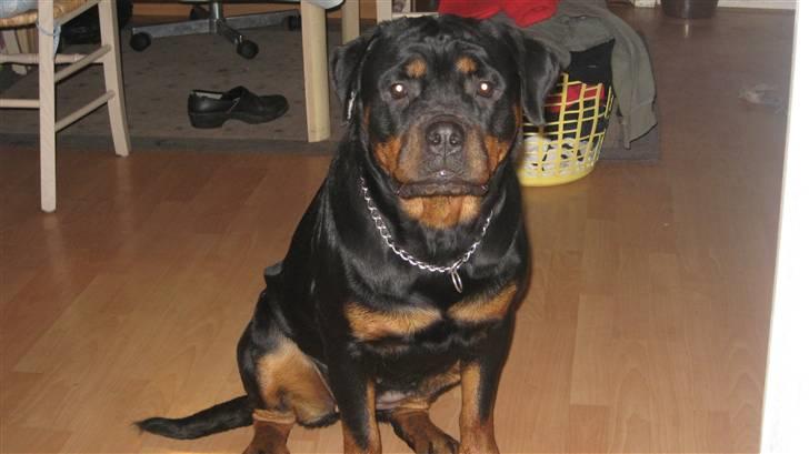 Rottweiler Line billede 16