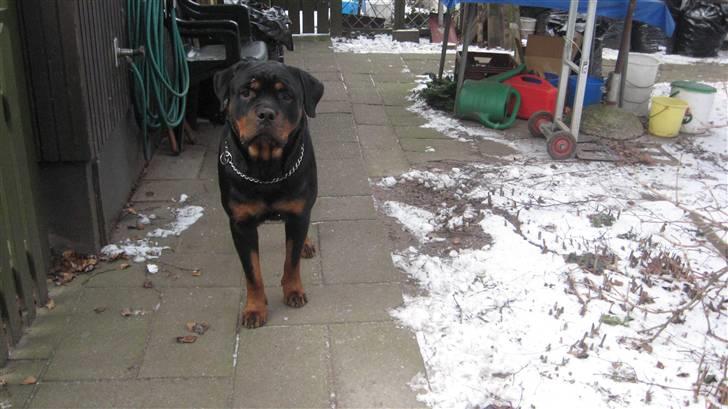 Rottweiler Line billede 17