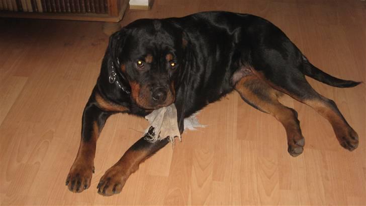Rottweiler Line billede 19