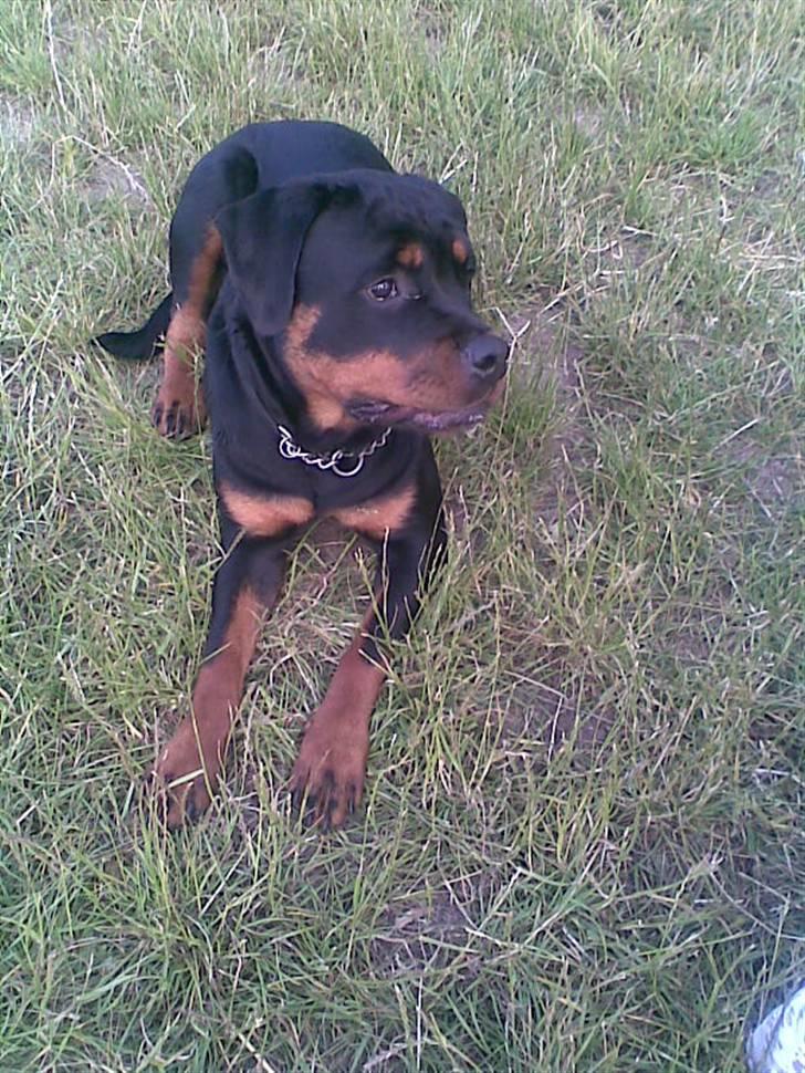 Rottweiler Line billede 20