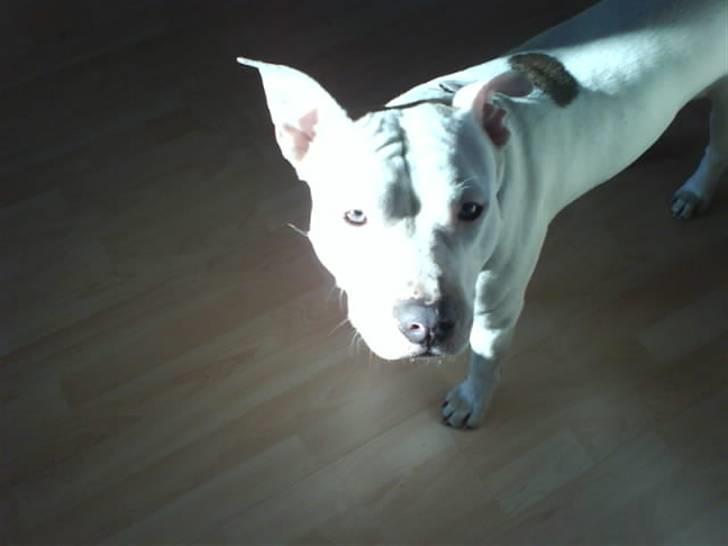 Amerikansk staffordshire terrier Rex billede 1