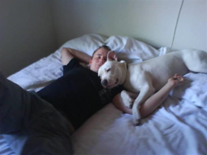 Amerikansk staffordshire terrier Rex billede 2