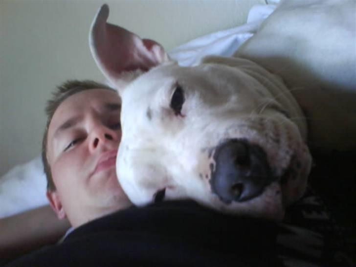 Amerikansk staffordshire terrier Rex billede 3