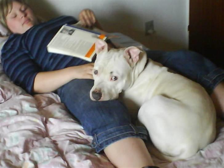 Amerikansk staffordshire terrier Rex billede 4