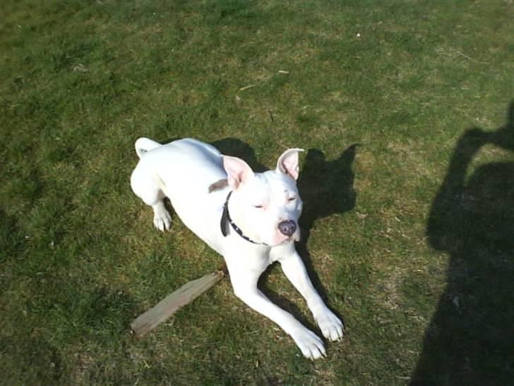 Amerikansk staffordshire terrier Rex billede 5