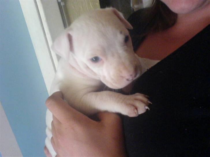 Amerikansk staffordshire terrier Rex billede 6