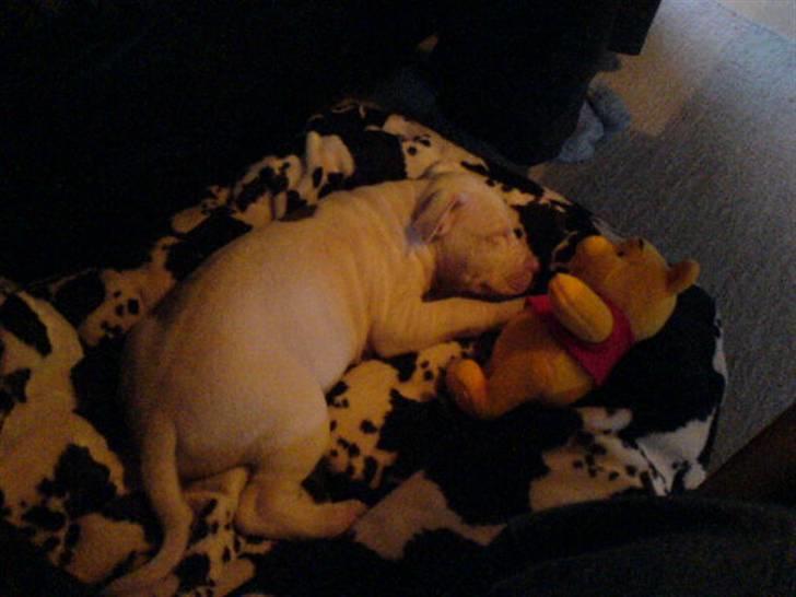 Amerikansk staffordshire terrier Rex billede 7