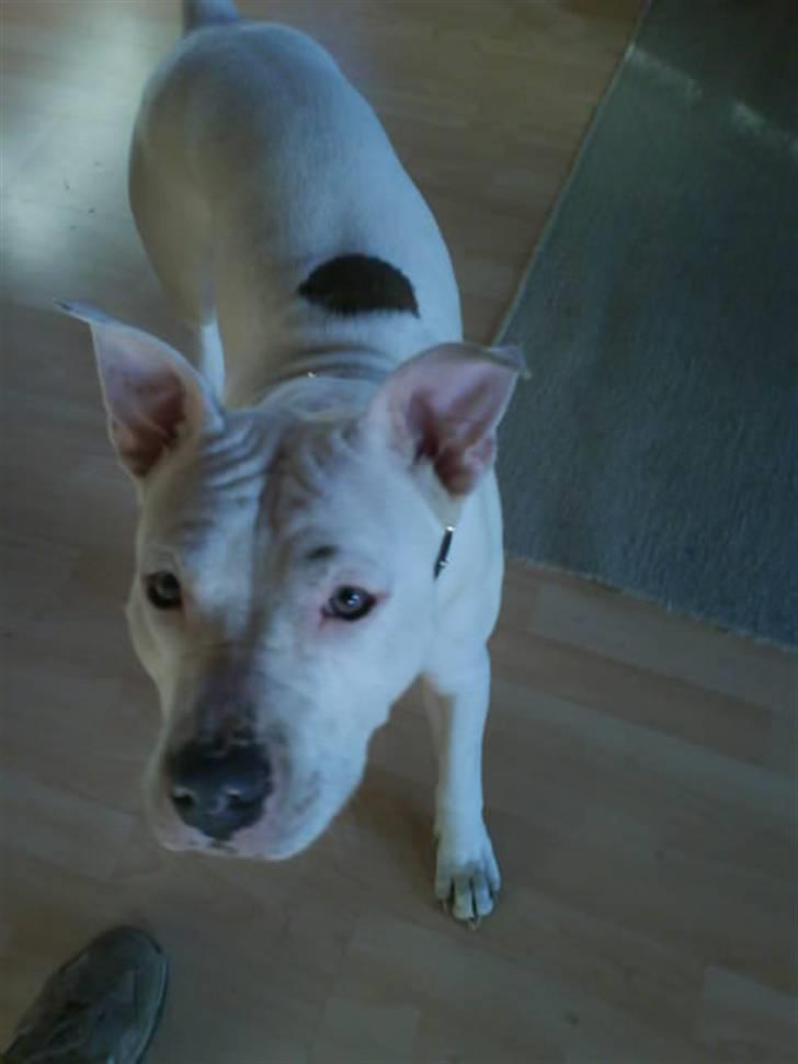 Amerikansk staffordshire terrier Rex billede 8