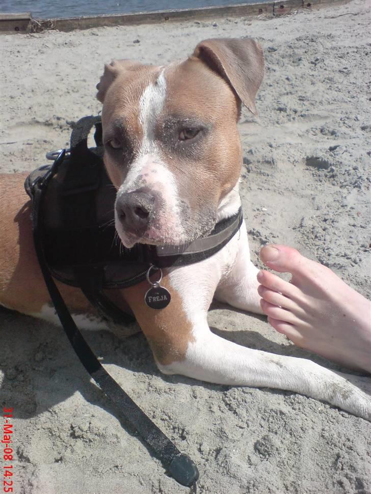 Amerikansk staffordshire terrier Freja - Stor pige, 2 år billede 18