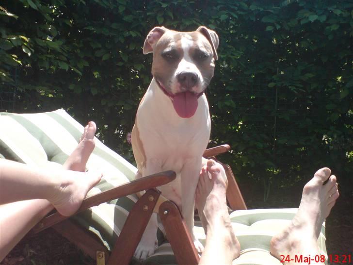 Amerikansk staffordshire terrier Freja billede 19