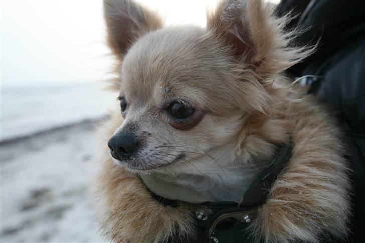 Chihuahua Fifi billede 2