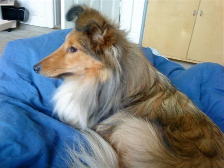 Shetland sheepdog queenie - Queenie elsker at putte i dynen billede 1